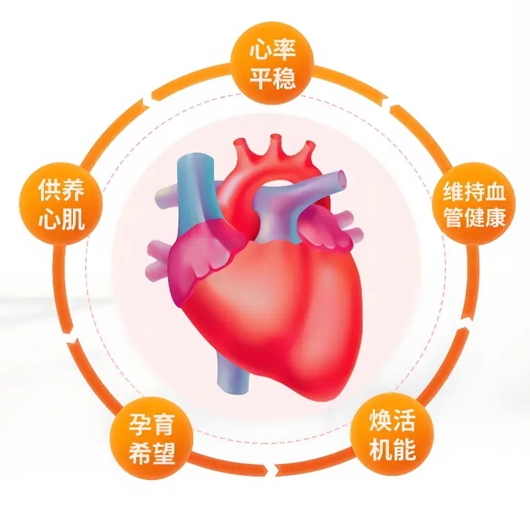 辅酶Q10：了解这一抗衰老和增强心脏健康的成分 